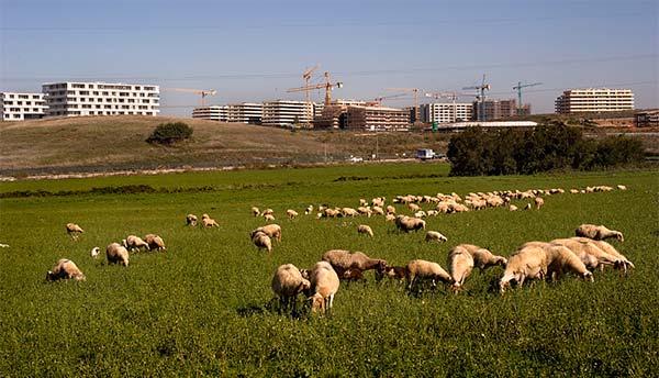 Tor Pagnotta 2, Roma sud. “L’espansione di Roma, senza alcuna pianificazione urbanistica, continua senza sosta dal secondo dopoguerra”, si legge nel sito di Angelo Antolino. “La speculazione immobiliare sta divorando l’Agro Romano, territorio destinato all’agricoltura e alla pastorizia sin dai tempi di Roma Antica. In questa immagine nuovi quartieri costruiti dall’Immobil Dream di Roberto Carlino e dal Gruppo Caltagirone“. Foto © Angelo Antolino