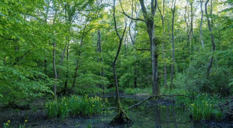 Bosco Sacile - Ph Marco Pascolino
