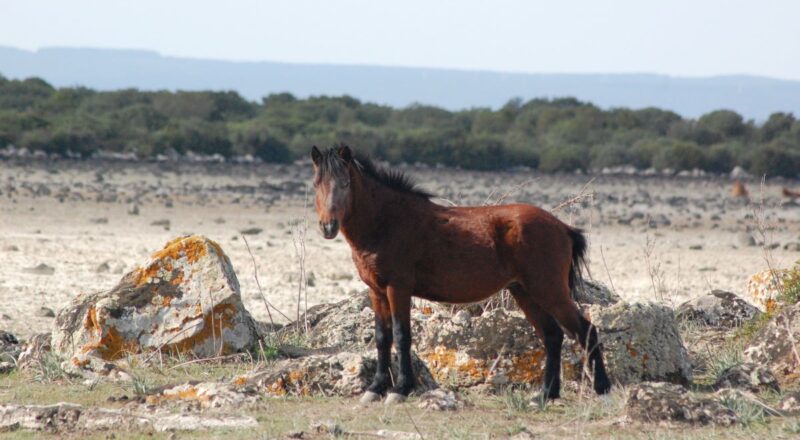 Cavallino della Giara - GrIG