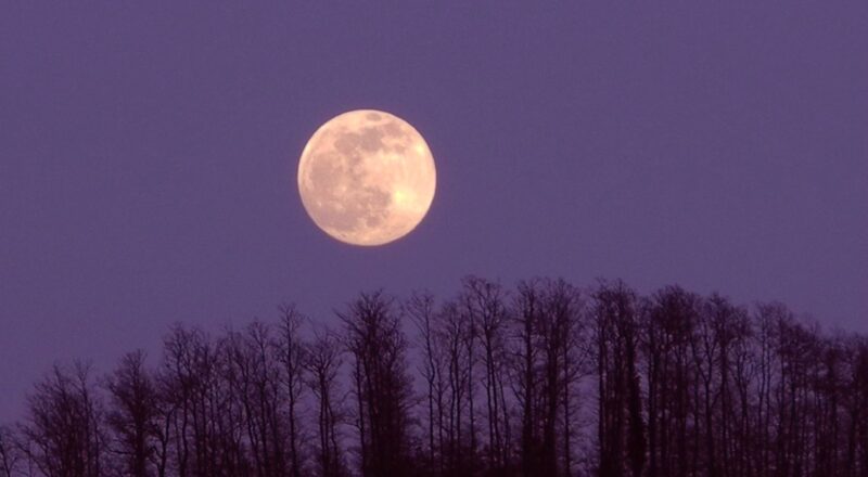 Bosco di Apecchio - Ph Fondo Biodiversità e Foreste